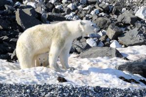 Le contact avec une femelle ours polaire avec son petit reste une situation potentiellement à risque.