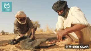 Découpage d'une chèvre dans le désert de Mauritanie