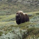 Boeuf Musqué dans le Parc National de Dovre - Norvège