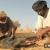 Découpage d'une chèvre dans le désert de Mauritanie