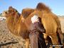 Femme en train de traire un chamelle dans le désert de Gobi