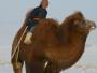 Jeune mongol montant un chameau de Bactriane dans le désert de Gobi