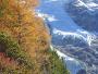 Un mélèze dans ses couleurs d'automne devant le Glacier des Bossons