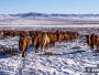 Troupeau de chameaux de Bactriane dans le désert de Gobi