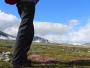 Silène Acaule aux pieds d'un randonneur dans le Parc National de Dovre en Norvège