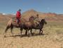 Randonneuse à dos de chameau sous la surveillance d'un chamelier mongol
