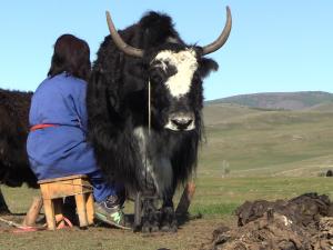 Une femme mongole trait un yack dans la steppe