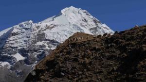Troupeau d'alpagas à haute altitude