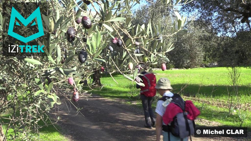 Des randonneuses marchent dans une oliveraie aux Baléares.