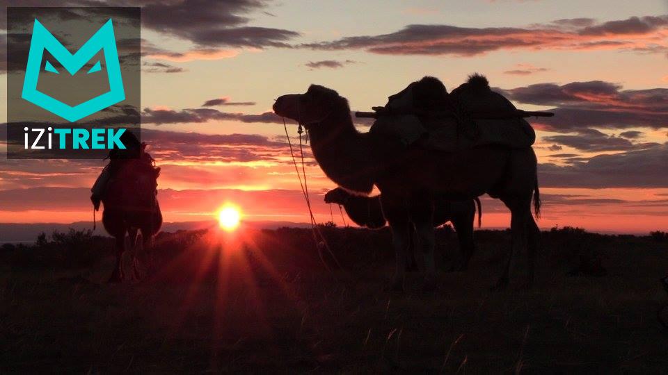 Des chameaux de Bactriane se découpent sur un coucher de soleil en Mongolie.