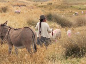 Avec les paysans quechuas dans la vallée Sacrée